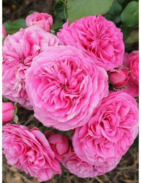 róża rabatowa BARONESSE