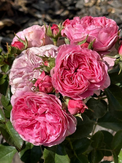 BARONESSE rabatowa róża