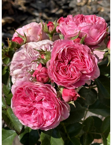 BARONESSE rabatowa róża