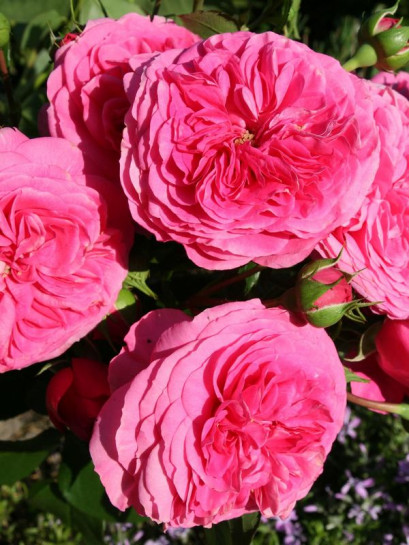 rabatowa róża BARONESSE