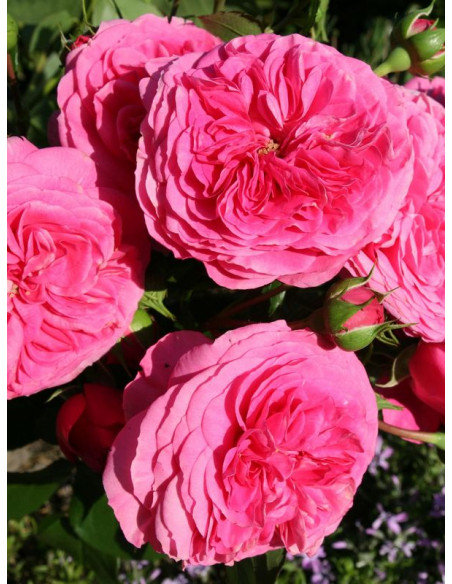 rabatowa róża BARONESSE