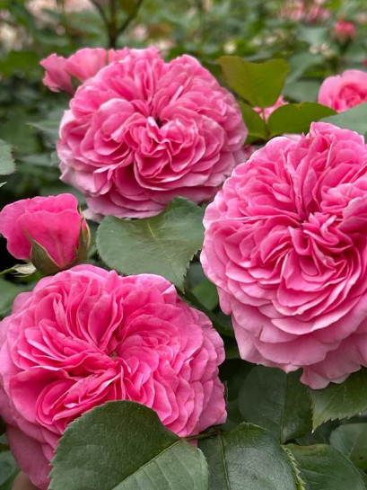 BARONESSE® róża rabatowa