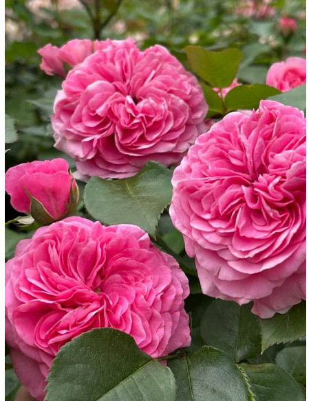 BARONESSE® róża rabatowa