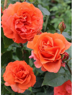 NARANGA róża pnąca