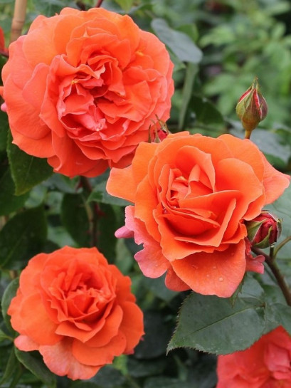 NARANGA róża pnąca