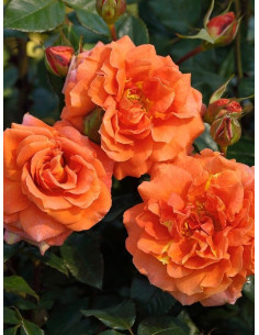 NARANGA róża pnąca 2