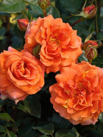 NARANGA pnąca róża