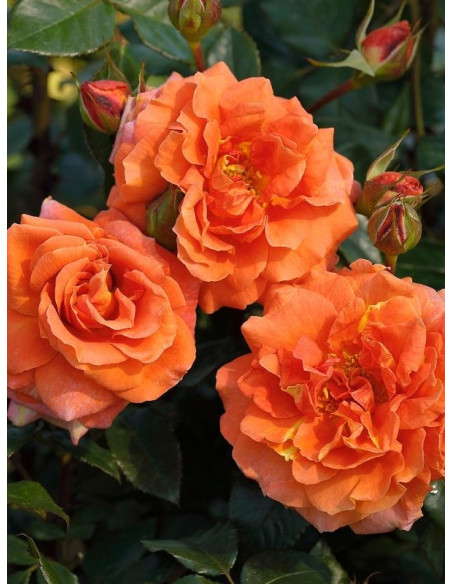 NARANGA pnąca róża