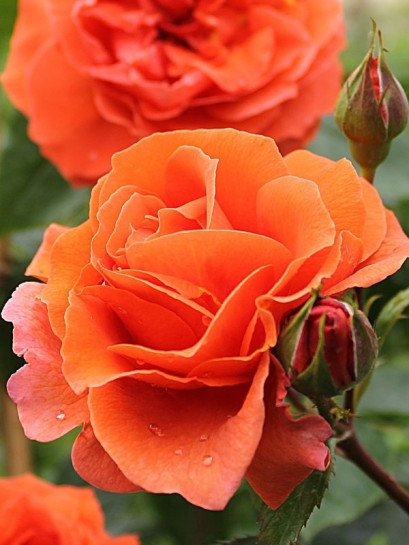 róża pnąca NARANGA