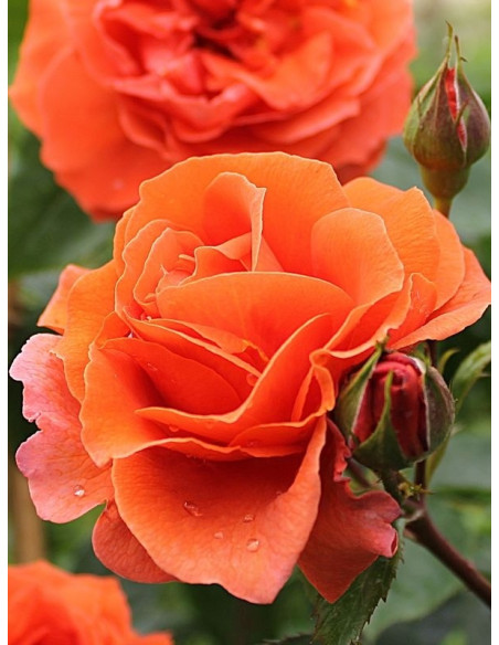 róża pnąca NARANGA