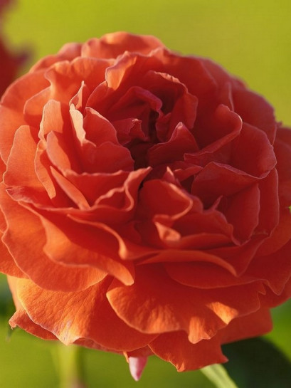 pnąca róża NARANGA