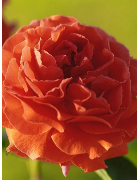 pnąca róża NARANGA