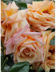 BAROCK róża pnąca