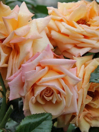 BAROCK róża pnąca