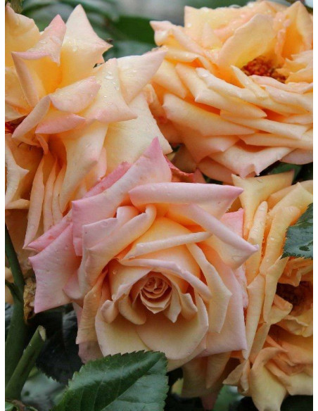 BAROCK róża pnąca