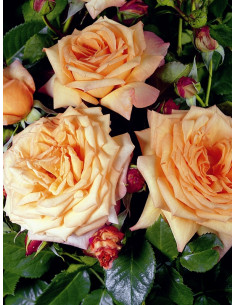 BAROCK róża pnąca 2