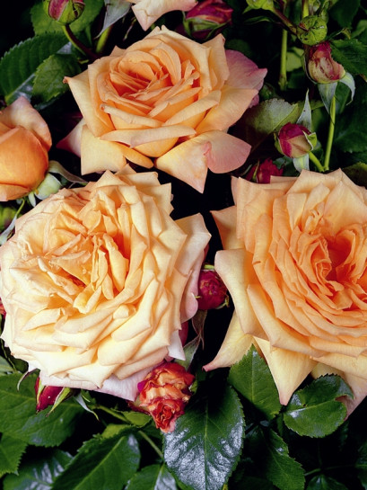 róża pnąca BAROCK