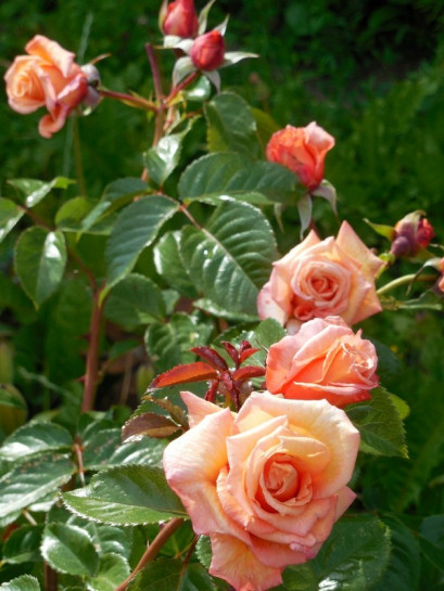 pnąca róża BAROCK