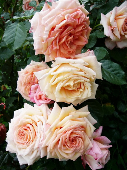 BAROCK pnąca róża