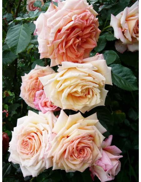 BAROCK pnąca róża