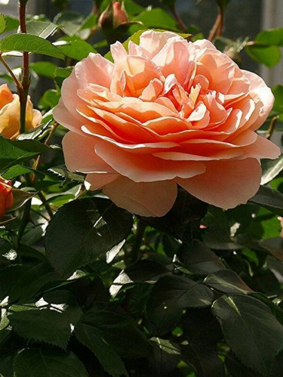 BAROCK® róża pnąca