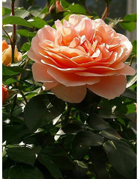 BAROCK® róża pnąca