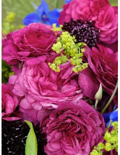 KAFFE FASSETT róża rabatowa