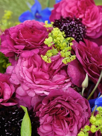 KAFFE FASSETT róża rabatowa