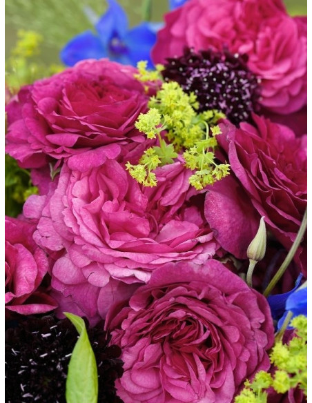 KAFFE FASSETT róża rabatowa