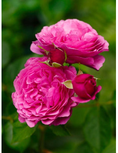 KAFFE FASSETT róża rabatowa 2