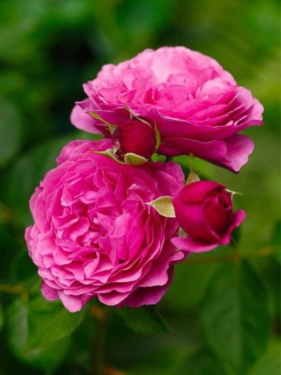 róża rabatowa KAFFE FASSETT