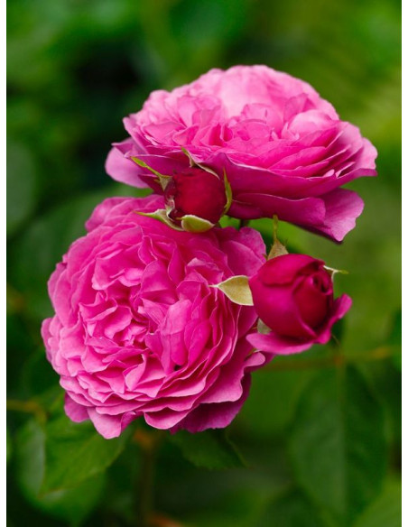 róża rabatowa KAFFE FASSETT