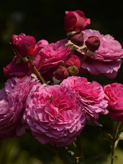 KAFFE FASSETT róża rabatowa