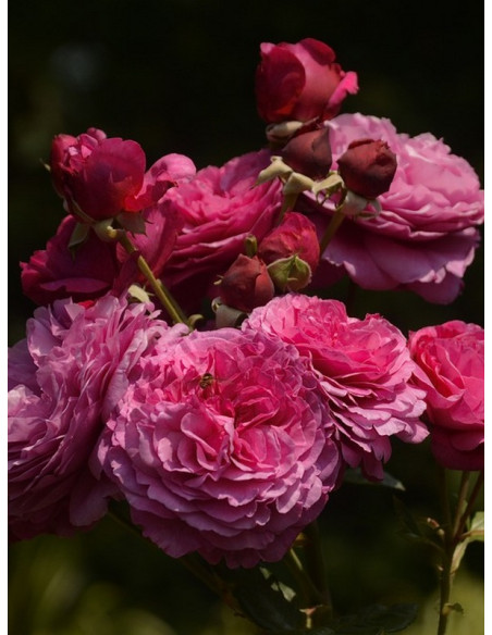 KAFFE FASSETT róża rabatowa