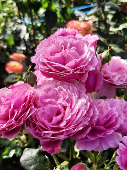 KAFFE FASSETT rabatowa róża