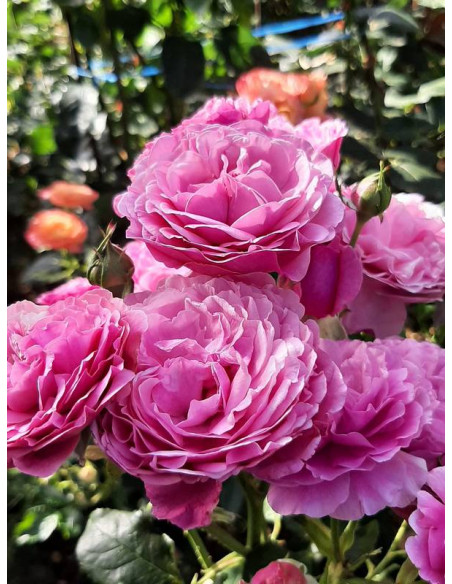 KAFFE FASSETT rabatowa róża