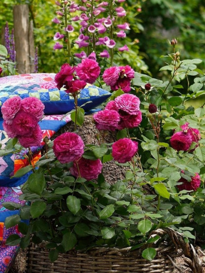 rabatowa róża KAFFE FASSETT