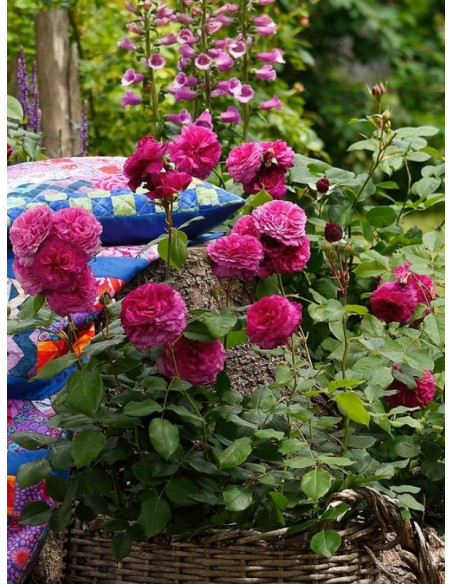 rabatowa róża KAFFE FASSETT