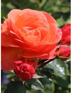 MORNING SUN róża rabatowa 2