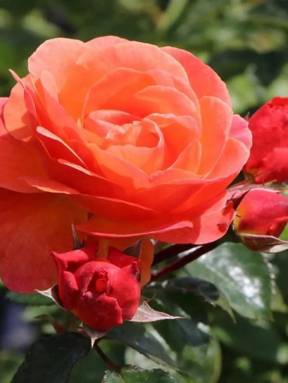 róża rabatowa MORNING SUN