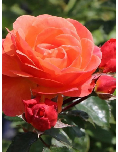 róża rabatowa MORNING SUN