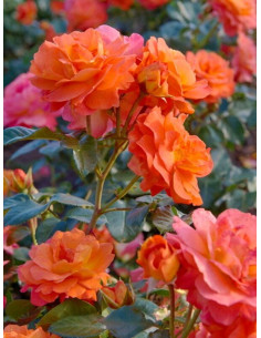 MORNING SUN róża rabatowa