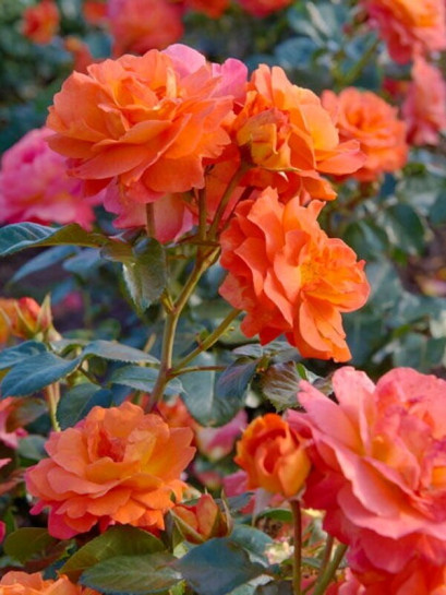 MORNING SUN róża rabatowa