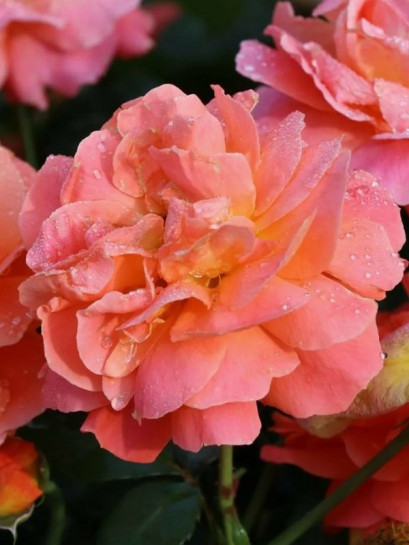 MORNING SUN rabatowa róża