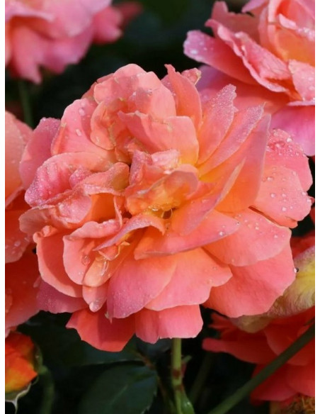 MORNING SUN rabatowa róża