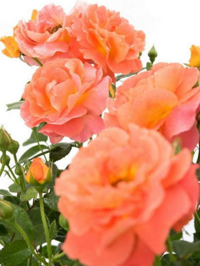 rabatowa róża MORNING SUN