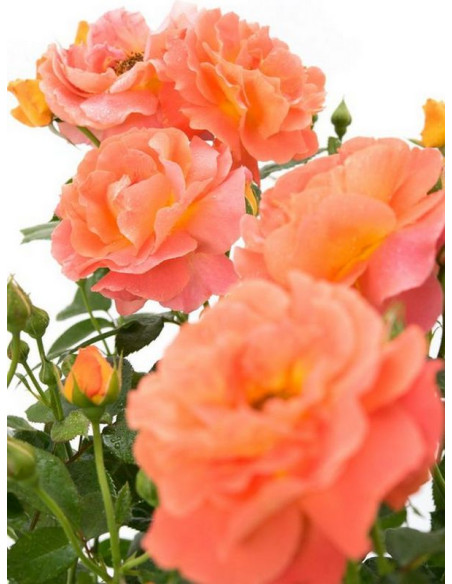 rabatowa róża MORNING SUN