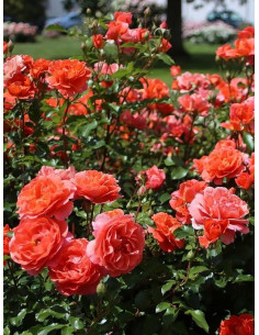 THEODOR FONTANE róża rabatowa