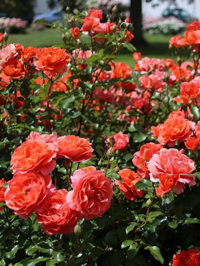 THEODOR FONTANE róża rabatowa