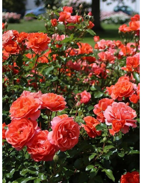 THEODOR FONTANE róża rabatowa